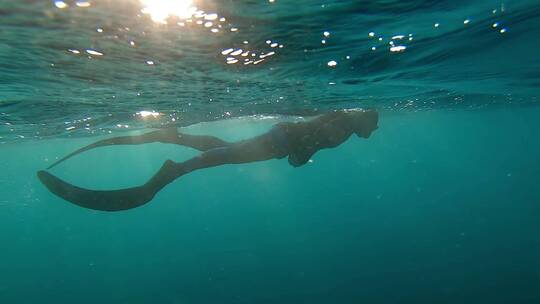 夏季运动大海水下自由潜水