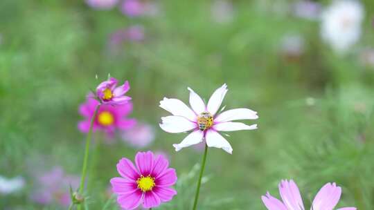 格桑花实拍