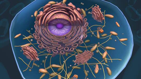 细胞核3D医学动画