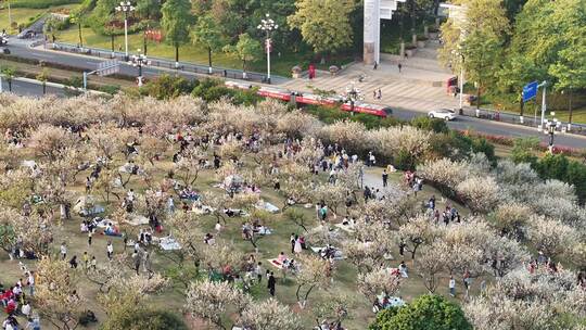 中国广东省广州市黄埔区市民广场梅花