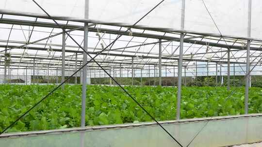 温室大棚内蔬菜种植景象