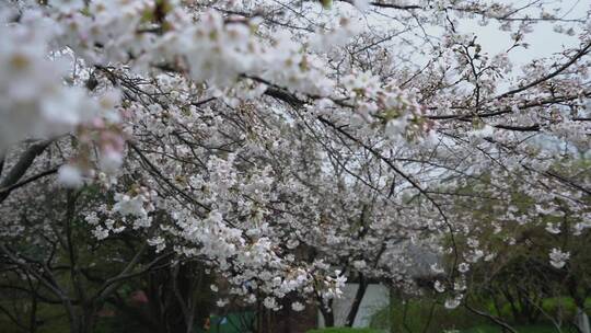春天绵绵细雨下盛开的桃花