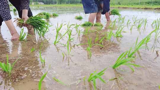 稻田丰收禾苗培育