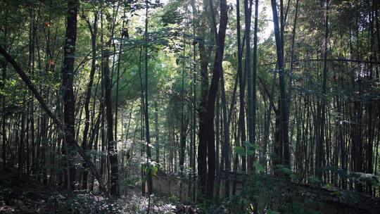 杭州西湖宝石山风景视频