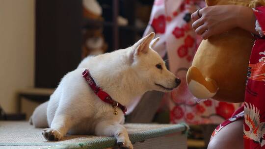 济南宽厚里柴犬舍