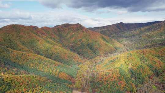 秋天五花山森林黑龙江小兴安岭金祖峰航拍