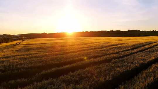 夕阳下的麦田草原视频素材模板下载