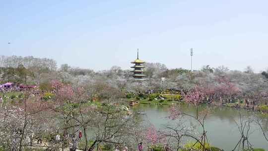 武汉市东湖磨山樱花园