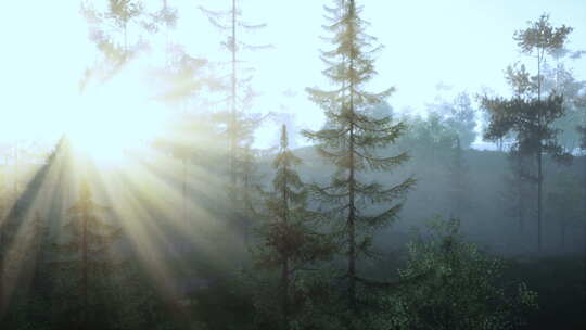 阳光穿过美丽森林中的树木