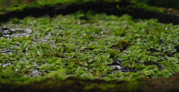 池塘里的海藻特写