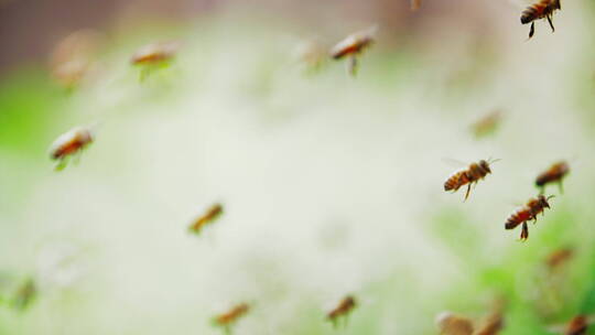 成群蜜蜂飞舞慢镜头