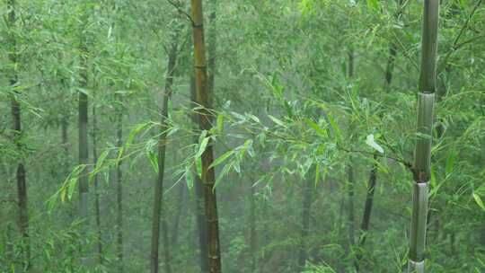 竹林竹叶禅意下雨天唯美空镜