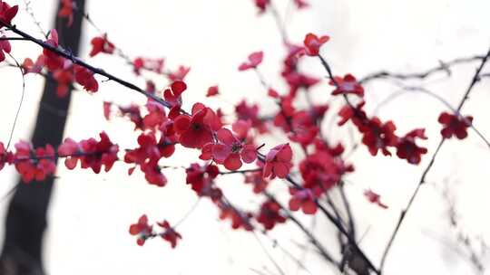 红色花朵盛开的树枝特写