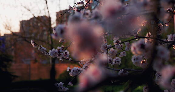 移动轨道拍摄夕阳背景的杏花系列