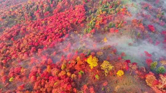 4K秋天五花山吉林东北秋景日出云海云雾逆光