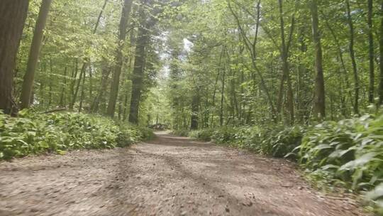 夏季的森林跑步步道