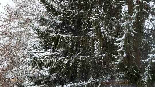 白雪覆盖的松树