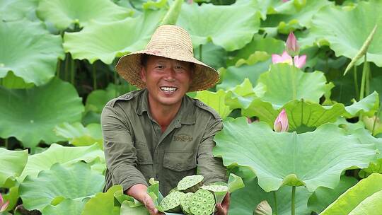 莲蓬采摘