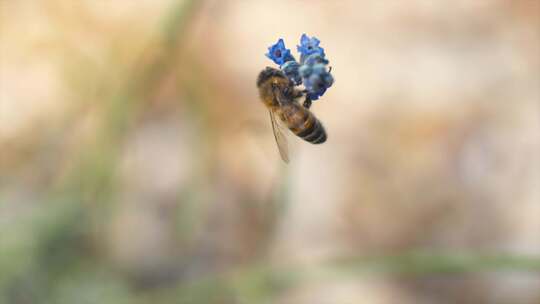 黄蜂，蜜蜂，昆虫，花