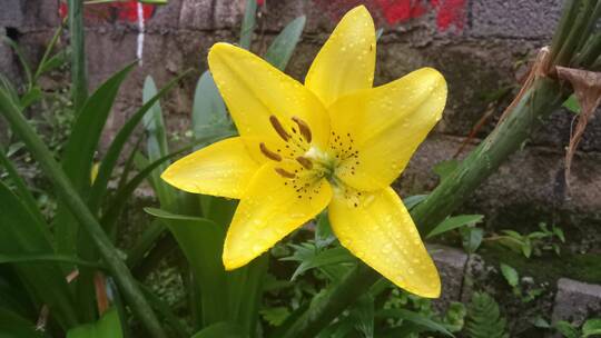 雨中的百合花