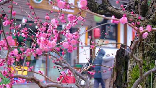 杭州植物园梅花花朵开花春天风景视频素材