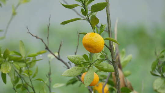 农村阴天下雨梅雨橘子树滴水