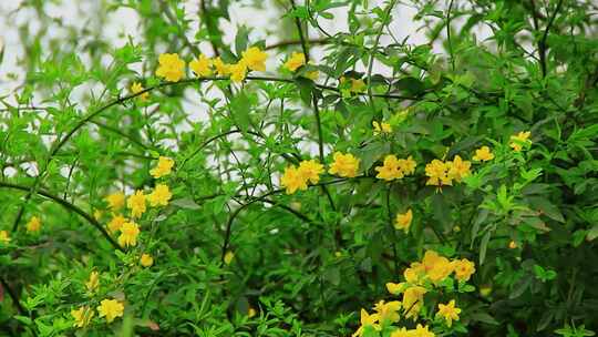 春天河岸盛开的迎春花小黄花实拍片段