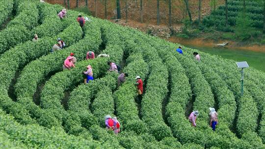 航拍茶园采茶工 航拍山区茶山 采茶人