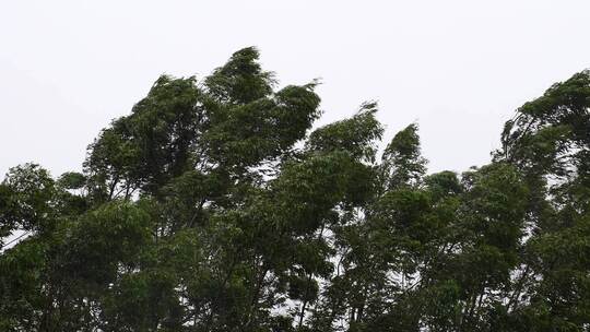 台风森林狂风暴雨风吹树林风吹雨打树木下雨