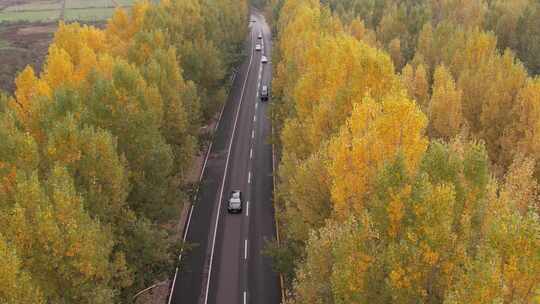 秋日公路两旁树林航拍画面