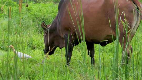 老黄牛与白鹭：沼泽草地上的和谐共生