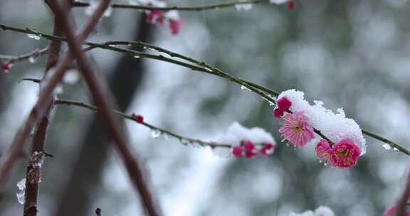 冬季下雪红梅花盛开红梅傲雪