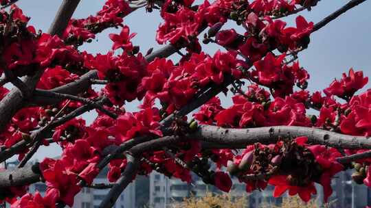 盛开的木棉花特写