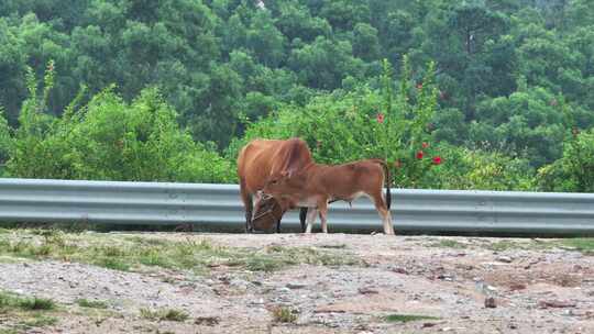 惠州散养黄牛