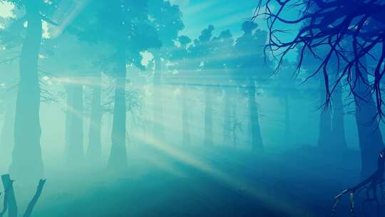 针叶林中的晨雾