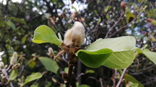 发芽的树枝