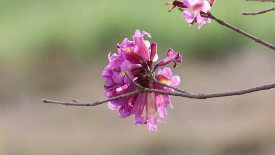 紫花风铃木