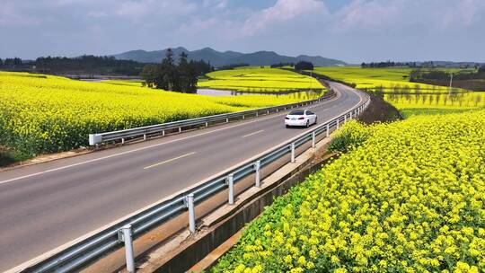 4k航拍花海公路  车辆在油菜花海中行驶