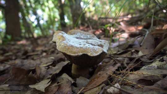 【自然秘境】森林里老去的蘑菇
