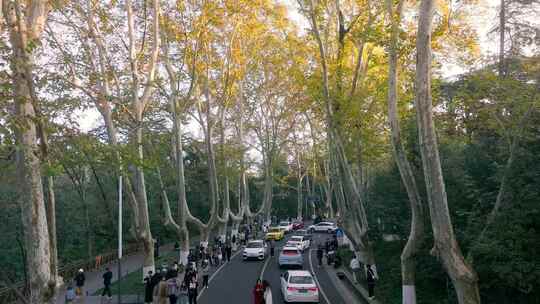 南京秋天 梧桐大道 陵园路