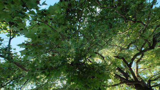夏天夏日枫叶枫树树林树木树荫树阴