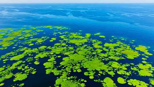 水面漂浮绿色植物俯瞰画面