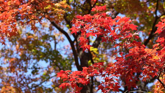 北京秋天秋季秋色黄叶红叶