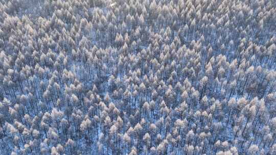 航拍大兴安岭阳光雪林