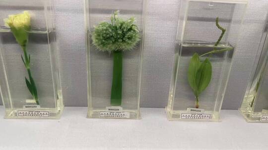 【镜头合集】装饰用植物标本生物标本