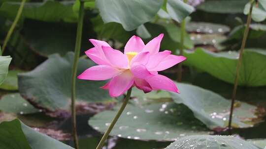 济南夏季大明湖，雨中荷花盛开娇艳醉人