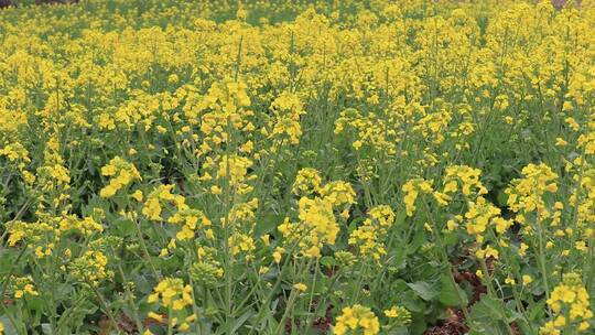 油菜花实拍