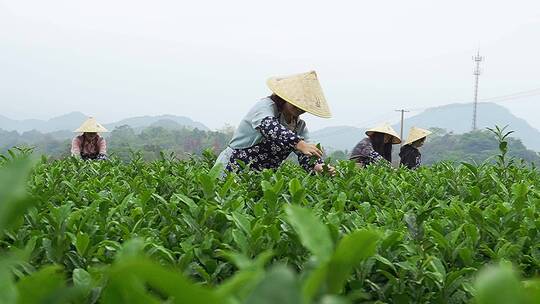 升格 美丽乡村 茶园采茶 劳动