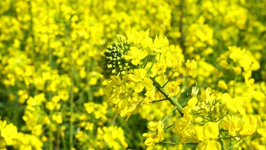 油菜花 蜜蜂采蜜