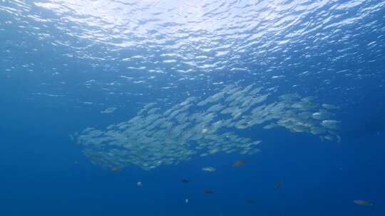 鱼，浅滩，海洋，游泳